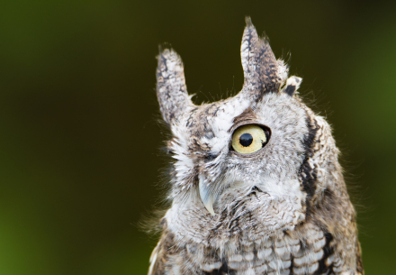 close-up of owl